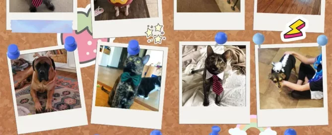 Pets-in-Costume-bulletin-board